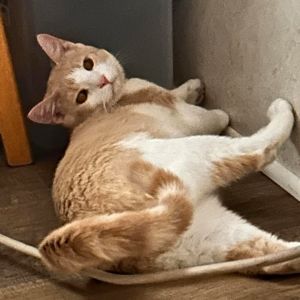 Markle, Young Male Domestic Short Hair