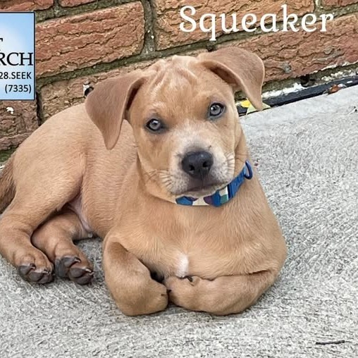 Squeaker