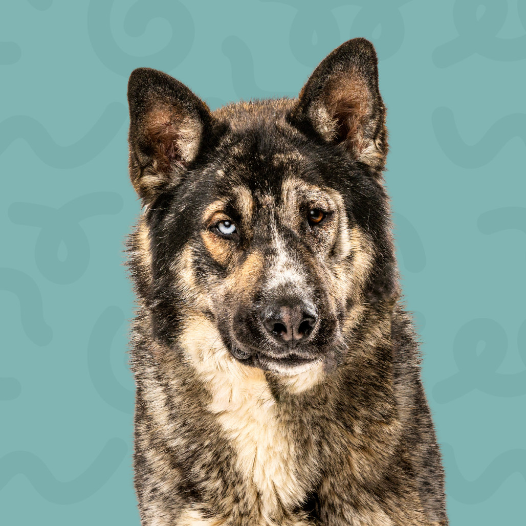 Lobo