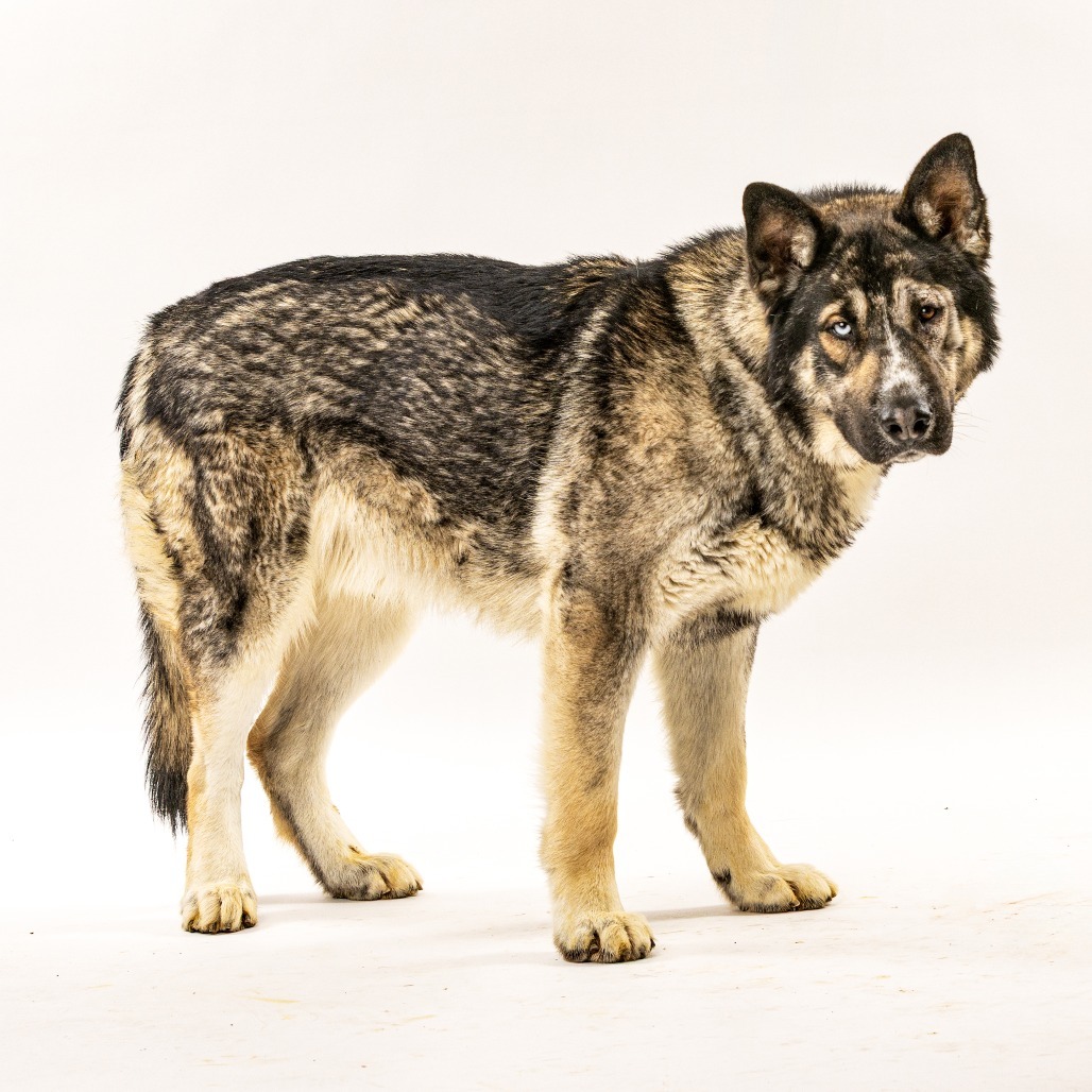 Lobo