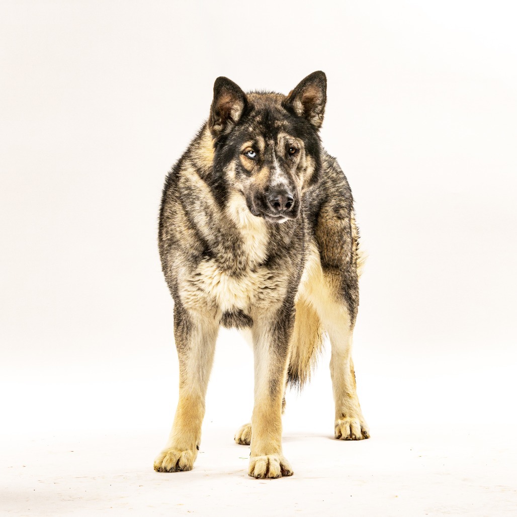 Lobo