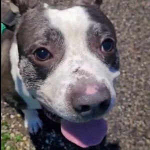 Tucker, Adult Male Mixed Breed
