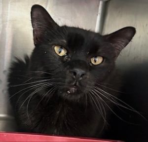 Jetsen, Adult Male Domestic Long Hair