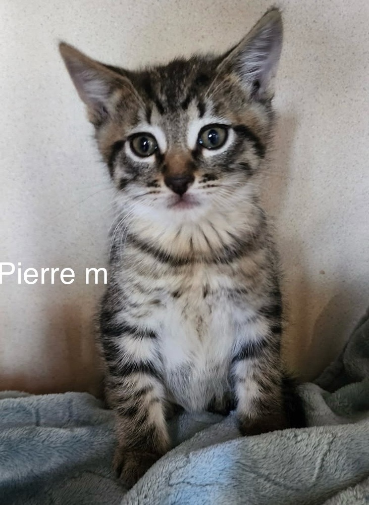 Pierre, an adoptable Domestic Short Hair in Bend, OR, 97701 | Photo Image 1