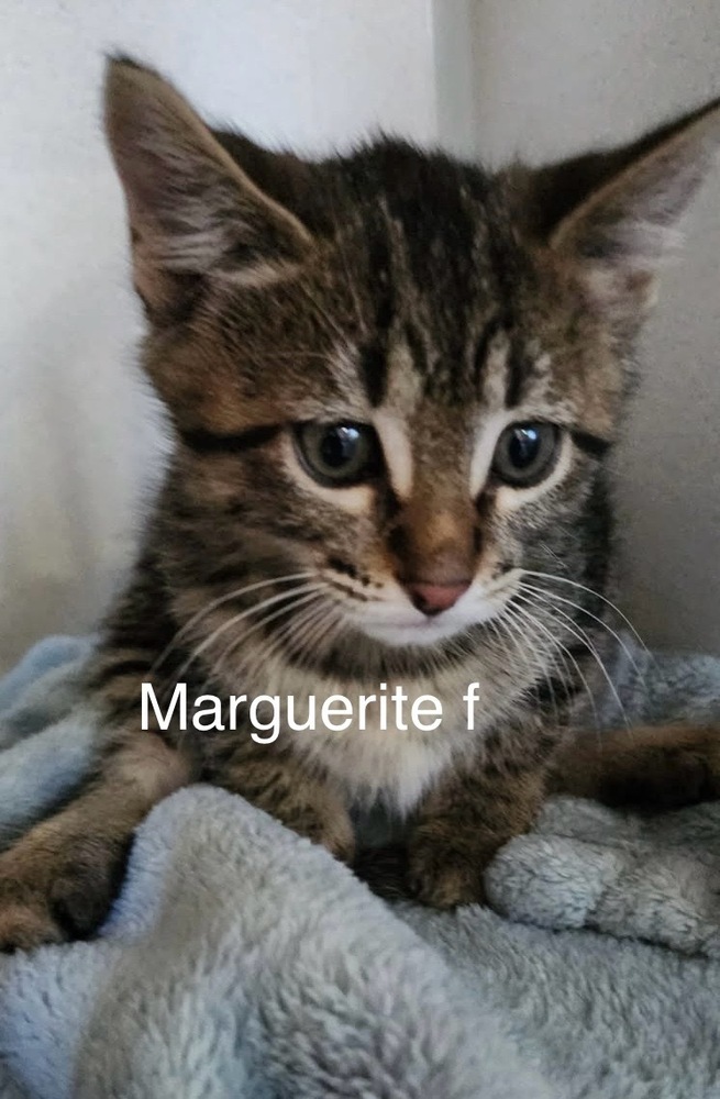 Marguerite, an adoptable Domestic Short Hair in Bend, OR, 97701 | Photo Image 1