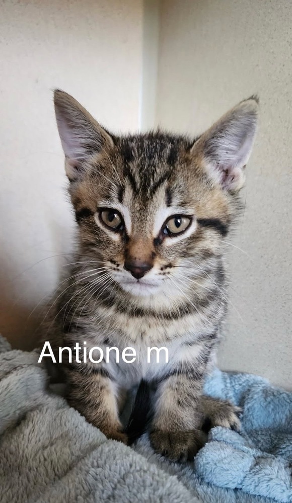 Antoine, an adoptable Domestic Short Hair in Bend, OR, 97701 | Photo Image 1