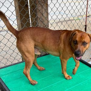 Toby, Adult Male Mixed Breed