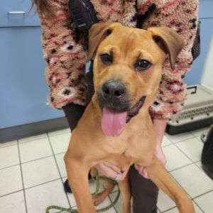 Karma, Young Female Mixed Breed