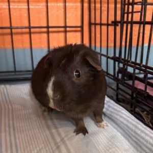 Brownie, Adult Male unknown