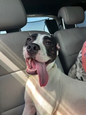 Charlie, Young Male Pit Bull Terrier