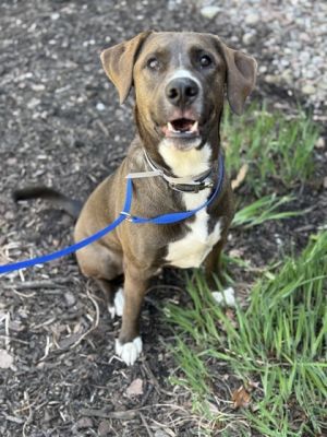 Donny is an all around great dog He is playful but not too rowdy He is handsome with a stunning