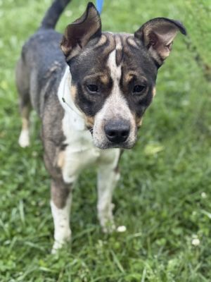 Meet Hendrix He is looking for a loving home He is in our moderate playgroups where he is very soc