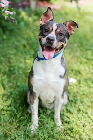 Hendrix Mixed Breed Dog