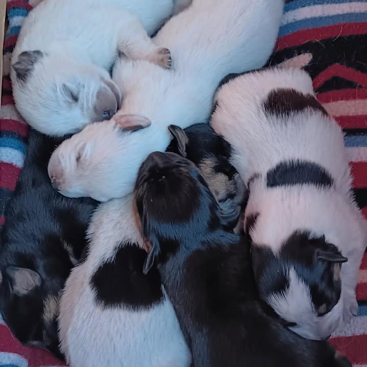Spot