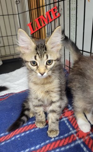 Lime, Baby Female Domestic Short Hair