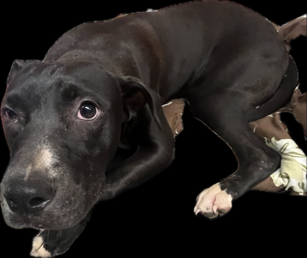 Kash