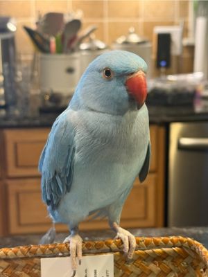 Berry, Adult Female Parrot (Other)
