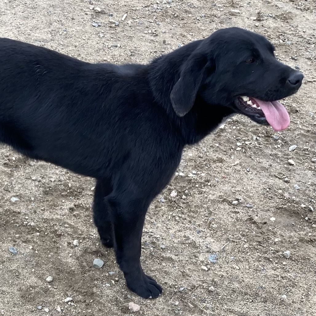 Rainy, an adoptable Black Labrador Retriever in Grand Rapids, MN, 55744 | Photo Image 2