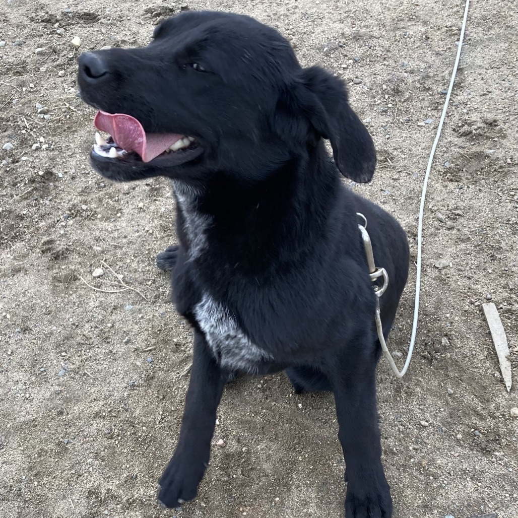 Rainy, an adoptable Black Labrador Retriever in Grand Rapids, MN, 55744 | Photo Image 3