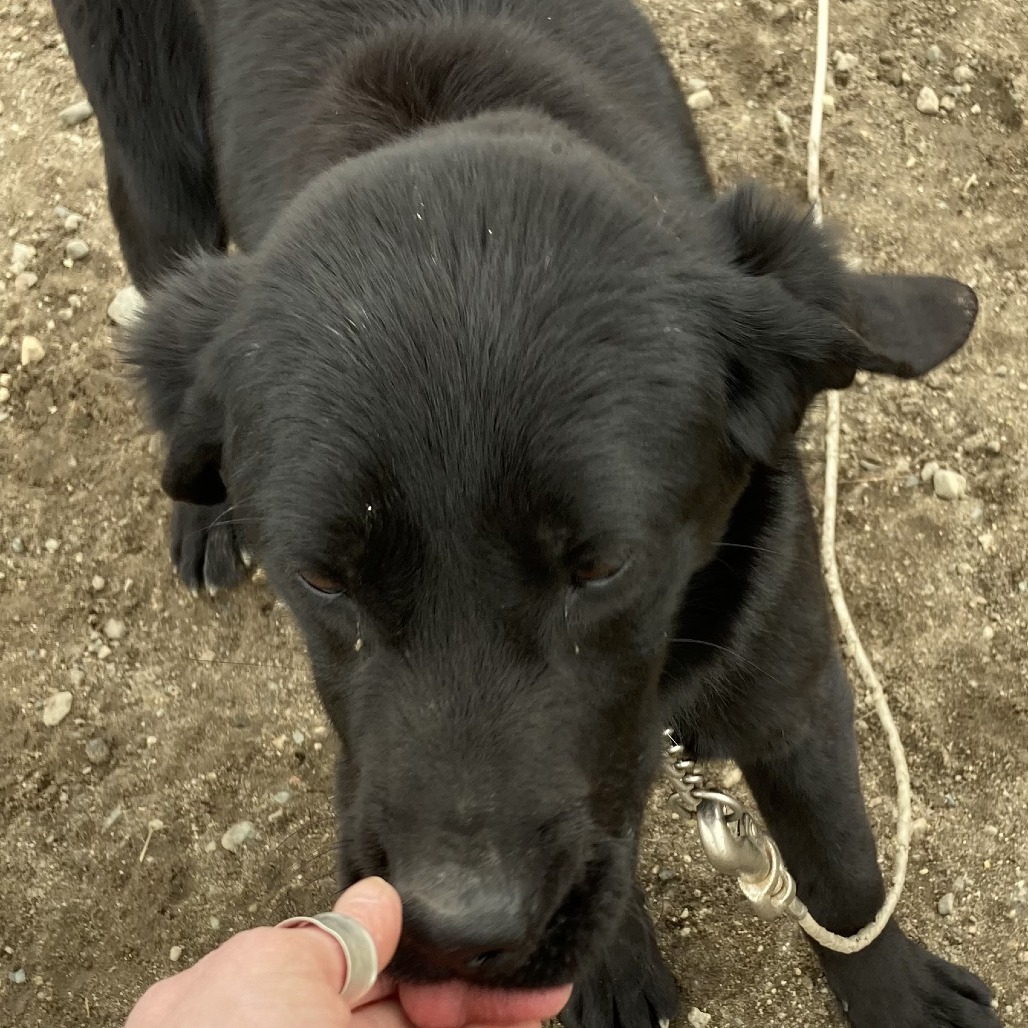 Windy, an adoptable Black Labrador Retriever in Grand Rapids, MN, 55744 | Photo Image 1