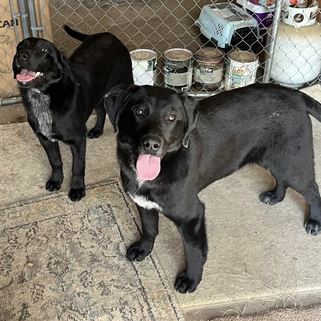Windy, an adoptable Black Labrador Retriever in Grand Rapids, MN, 55744 | Photo Image 2