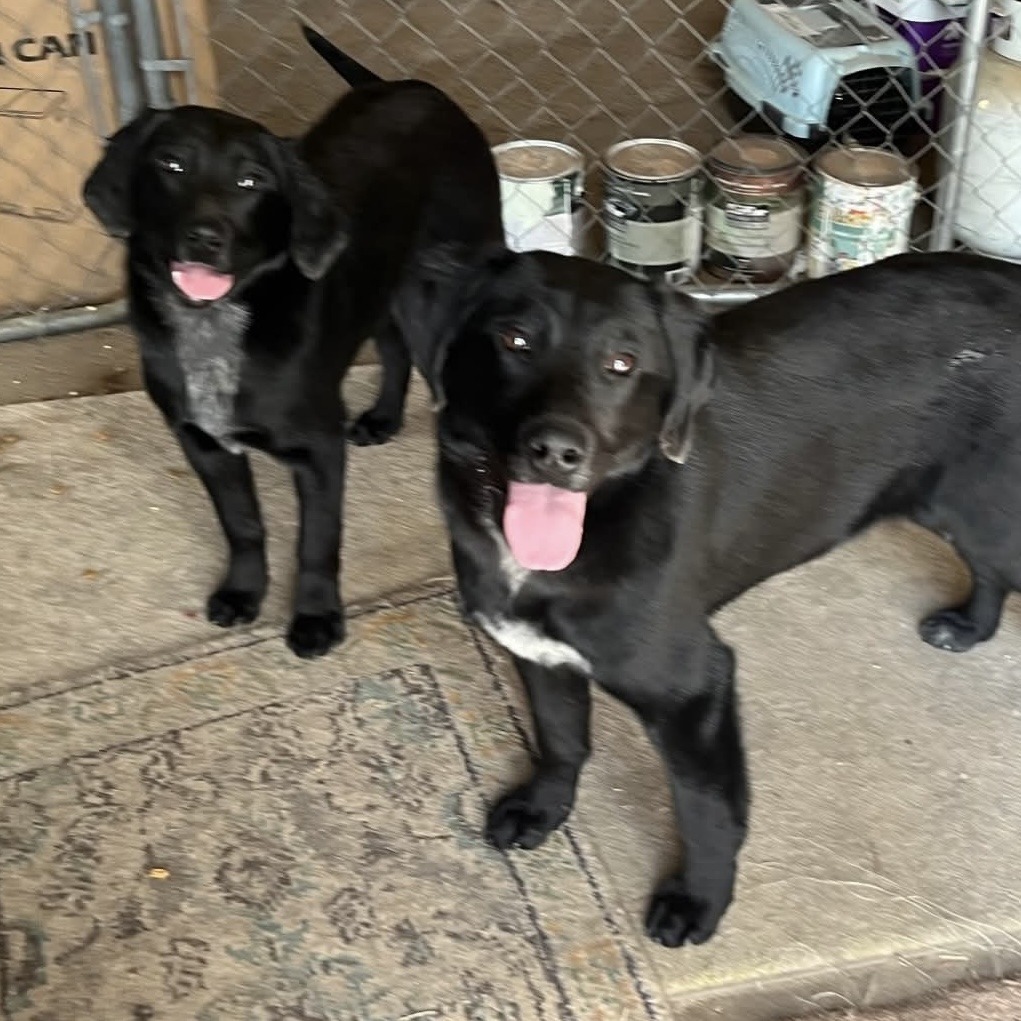 Windy, an adoptable Black Labrador Retriever in Grand Rapids, MN, 55744 | Photo Image 3