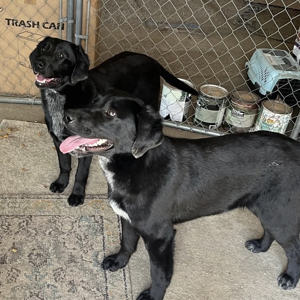 Windy, an adoptable Black Labrador Retriever in Grand Rapids, MN, 55744 | Photo Image 4
