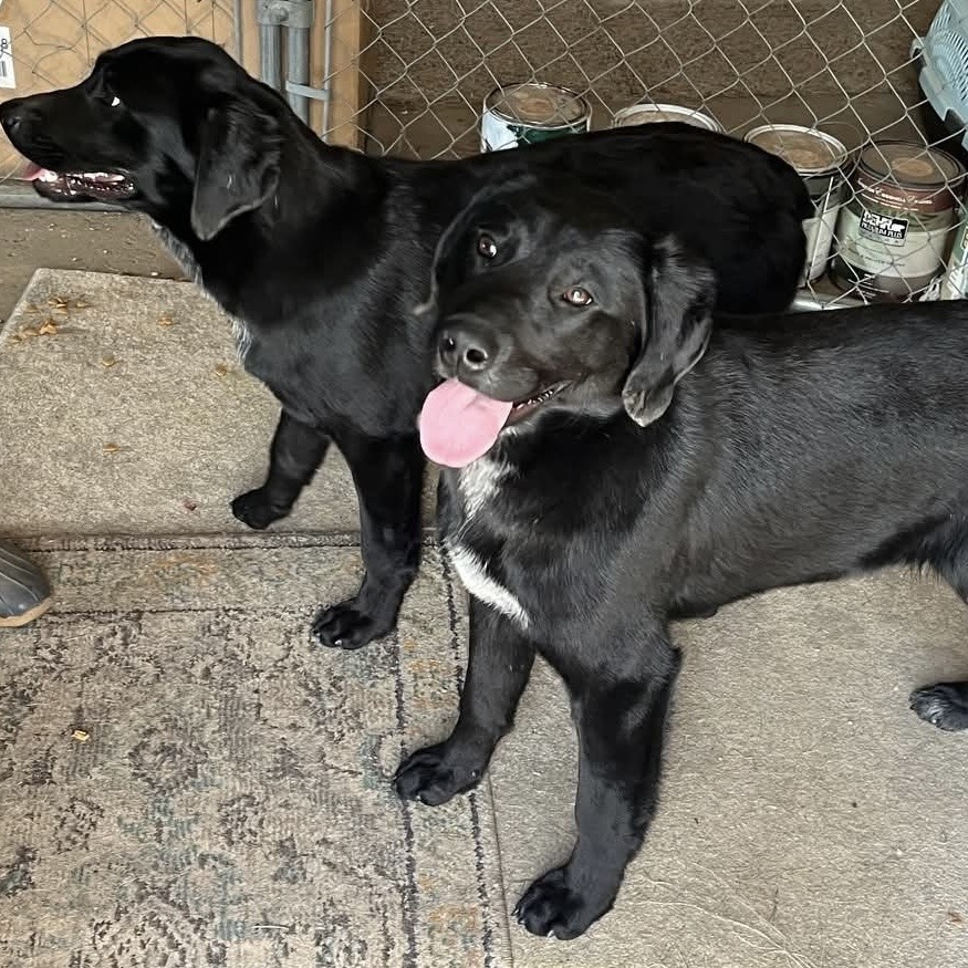 Windy, an adoptable Black Labrador Retriever in Grand Rapids, MN, 55744 | Photo Image 5