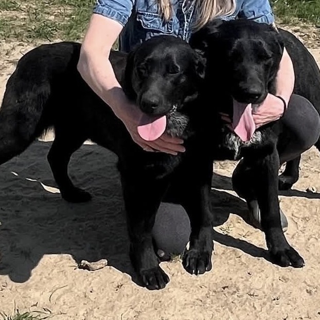 Windy, an adoptable Black Labrador Retriever in Grand Rapids, MN, 55744 | Photo Image 6