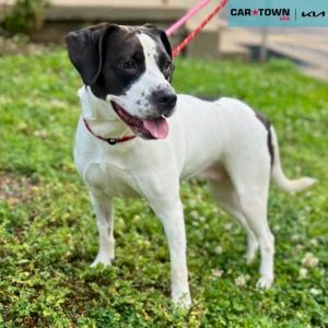 Harmony, Adult Female Hound