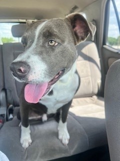 Little Man - Chop, Adult Male unknown