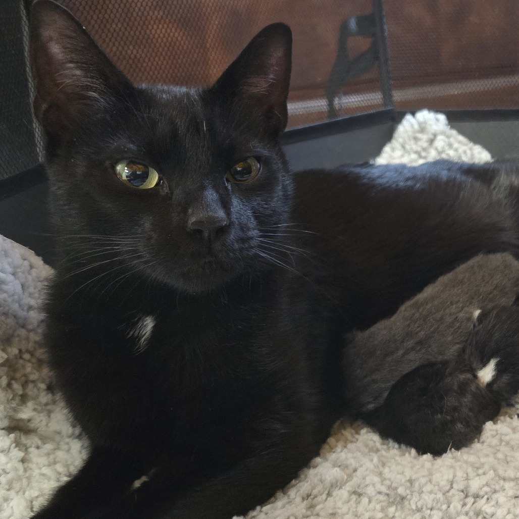 Bastet