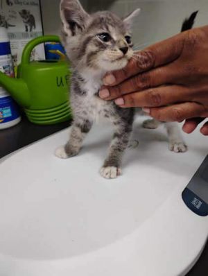 Eeyore, Baby Male unknown