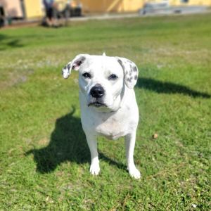 Duke of Earl, Senior Male Mixed Breed