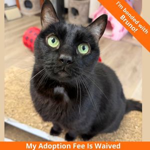 Jasper, Senior Male Domestic Short Hair
