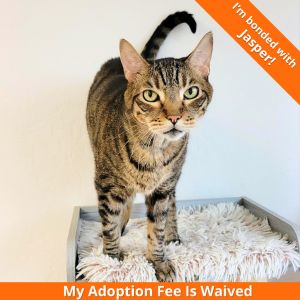 Bruno, Senior Male Domestic Short Hair
