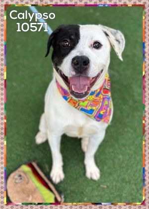 ANIMAL ID 10571 This sweet lady is Calypso She arrived at the shelter as a lost girl on 63 and