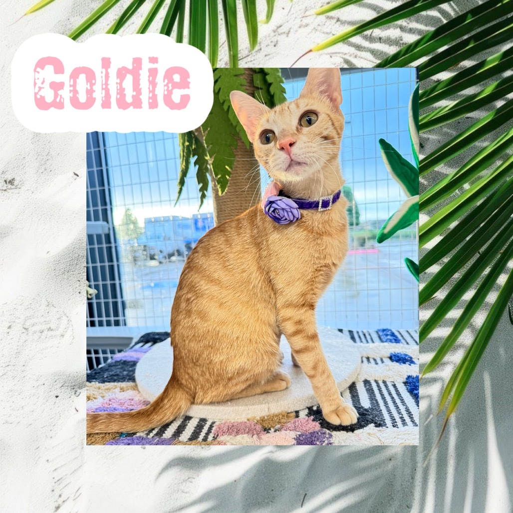 Goldie