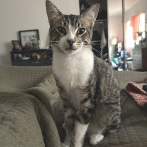 Beans is a gentle soul with a face that will let him get away with anything Goo