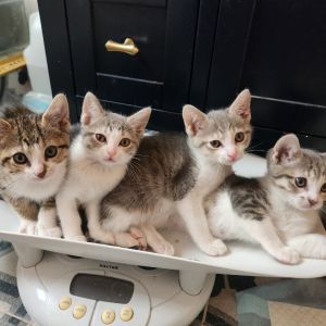 Mia was rescued from the streets at just a few weeks old with her young Mama and