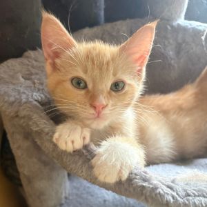 Meet Mikan Mikan is a sweet and playful light orange tabby with adorable white 