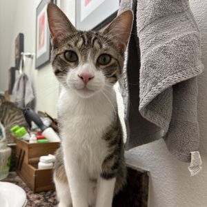 Chilli Domestic Short Hair Cat