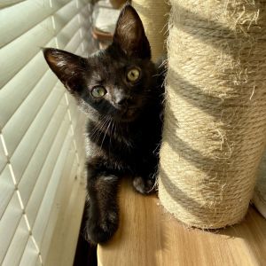 Gatsby and his equally adorable siblings were rescued from the streets of South 