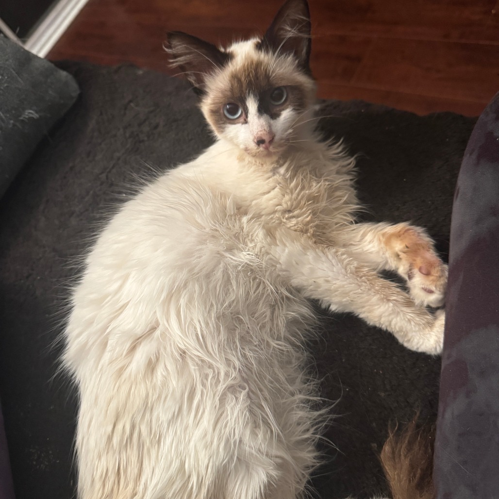 Timothee Chalamet, an adoptable Snowshoe, Domestic Long Hair in Los Angeles, CA, 90039 | Photo Image 1