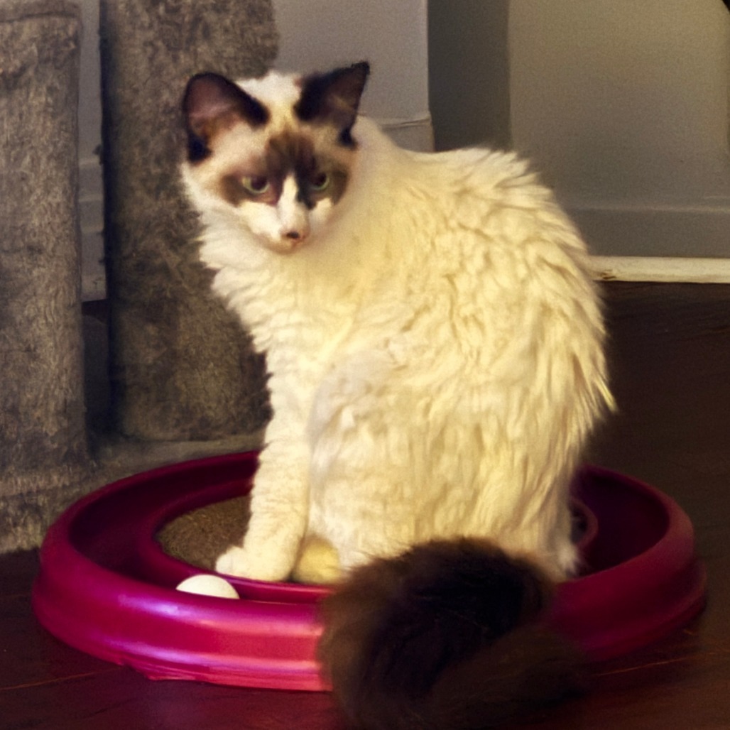 Timothee Chalamet, an adoptable Snowshoe, Domestic Long Hair in Los Angeles, CA, 90039 | Photo Image 2