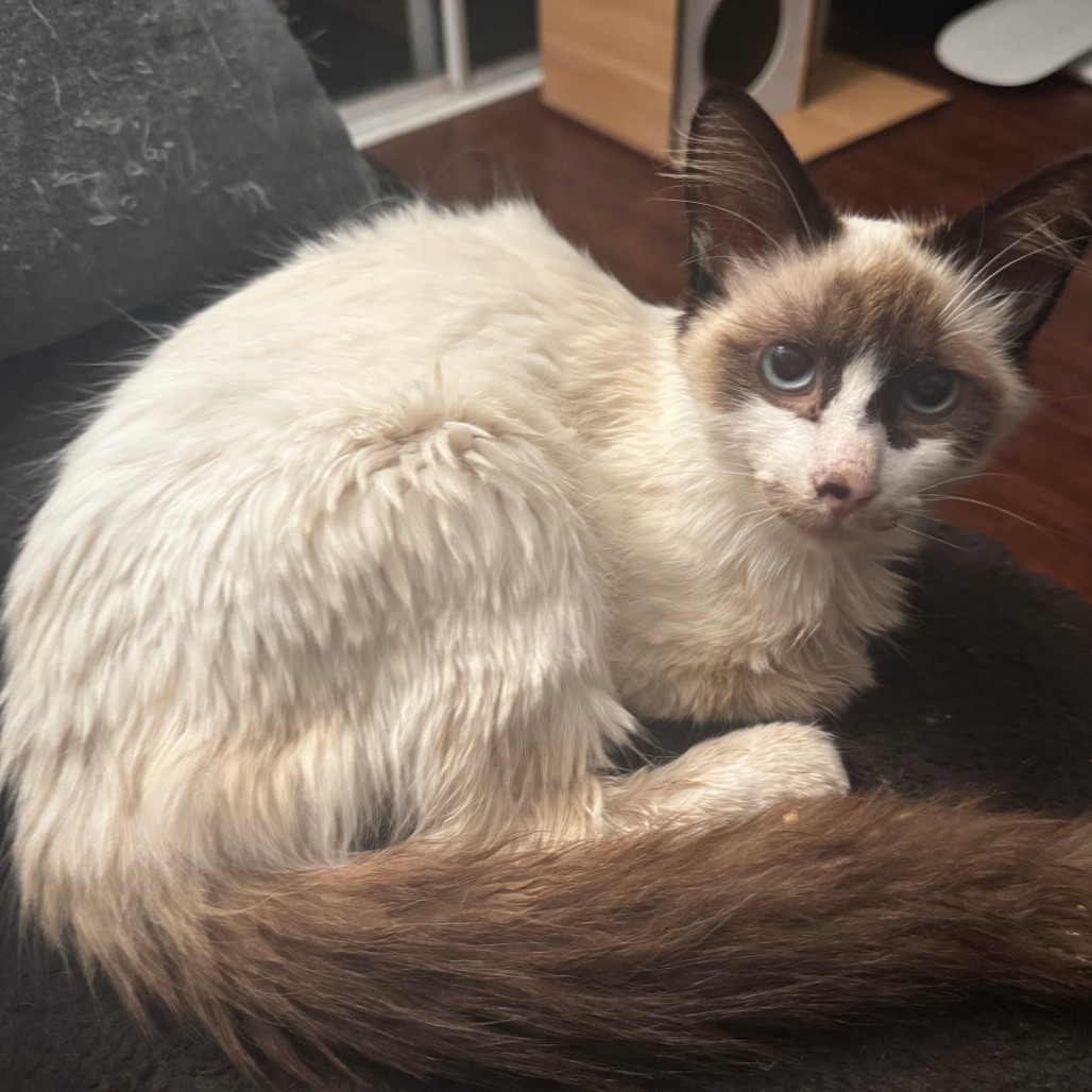 Timothee Chalamet, an adoptable Snowshoe, Domestic Long Hair in Los Angeles, CA, 90039 | Photo Image 3