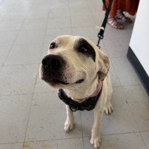 (CCSO) Spirit, Young Female Pit Bull Terrier
