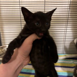 Clementine Johnson - JM Domestic Short Hair Cat