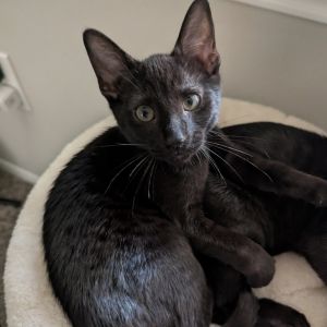 Sven Jones - JM, Baby Male Domestic Short Hair