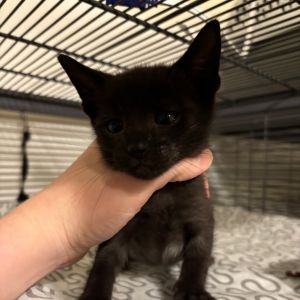 Sven Jones - JM Domestic Short Hair Cat